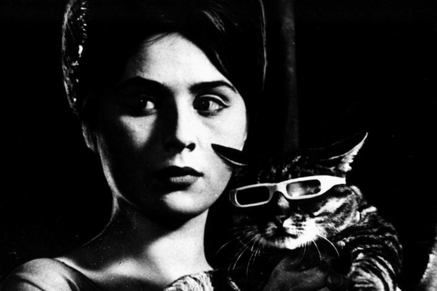 Cult classic Czech film about a cat who wears sunglasses gets new UK blu-ray