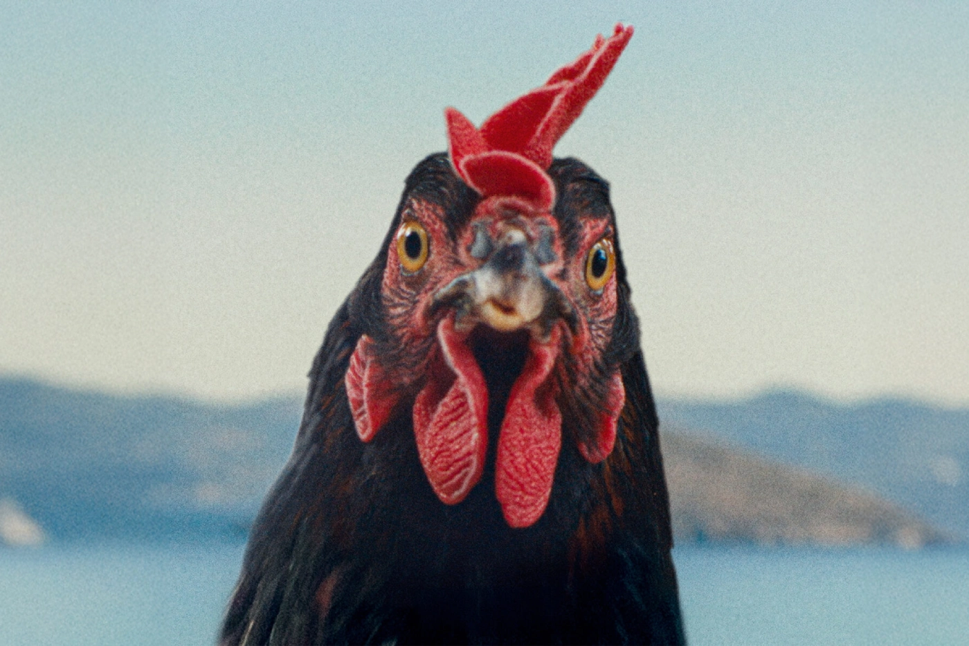 Hen (2025)